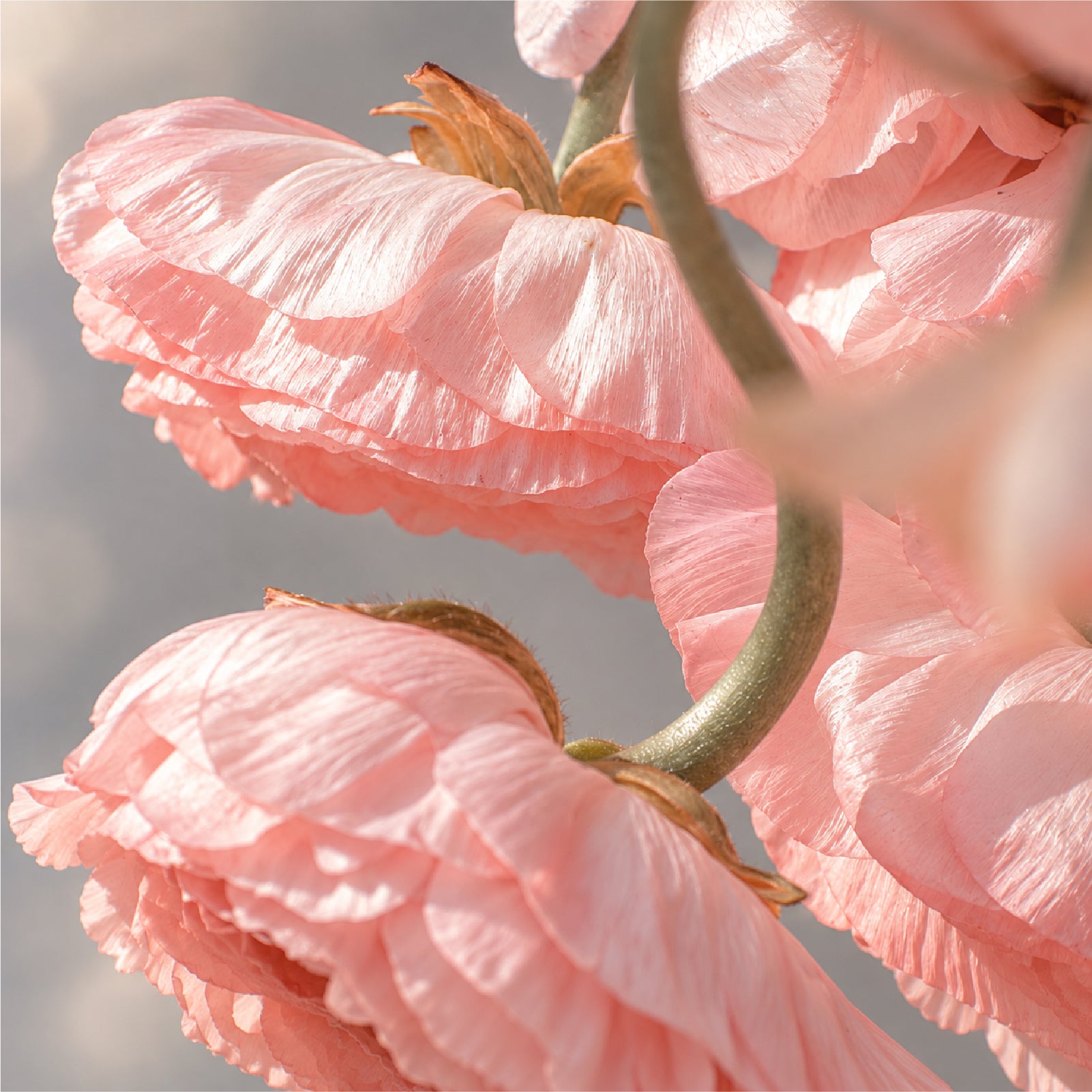 BLOOM L’EAU 慕沐中調