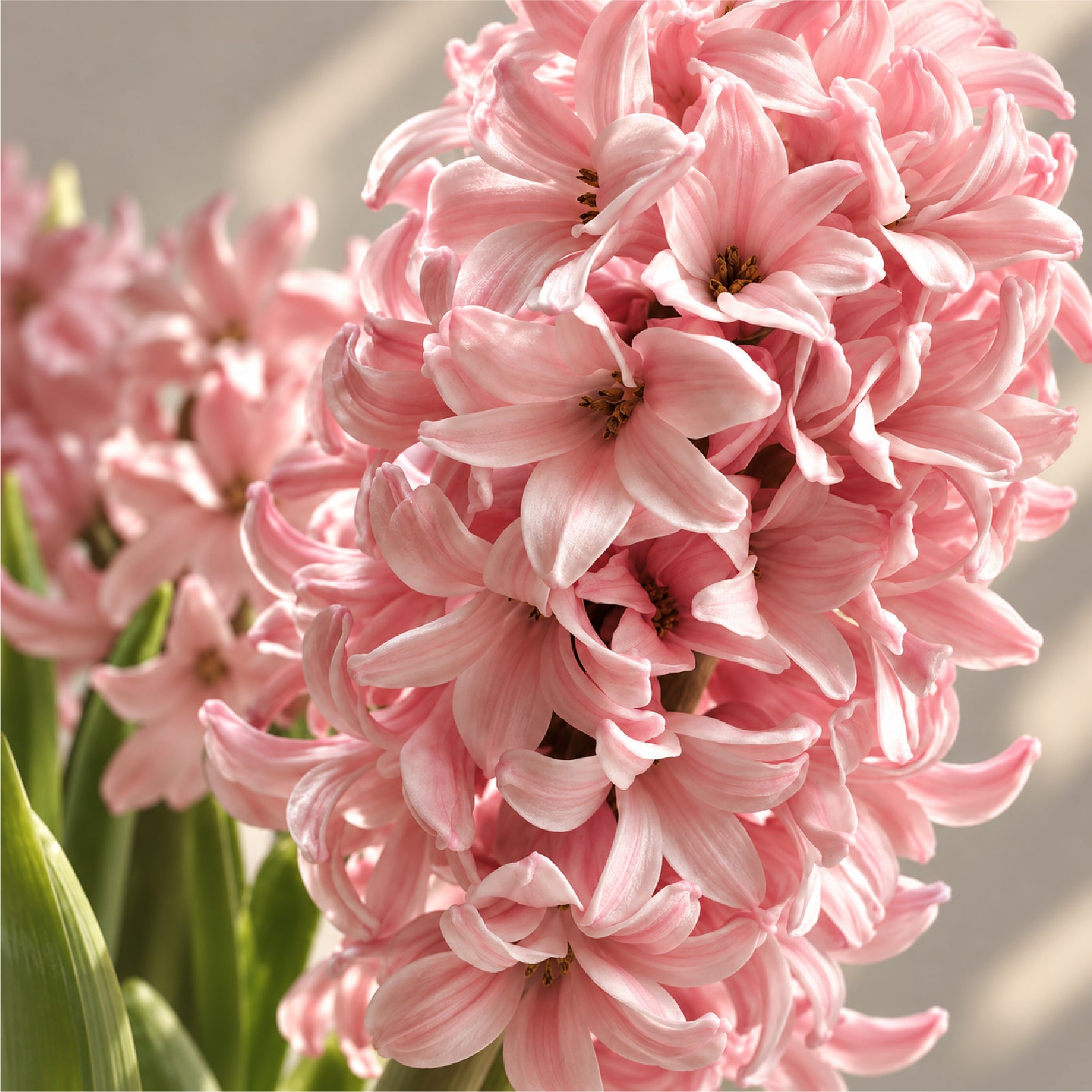 BLOOMING 花漾中調