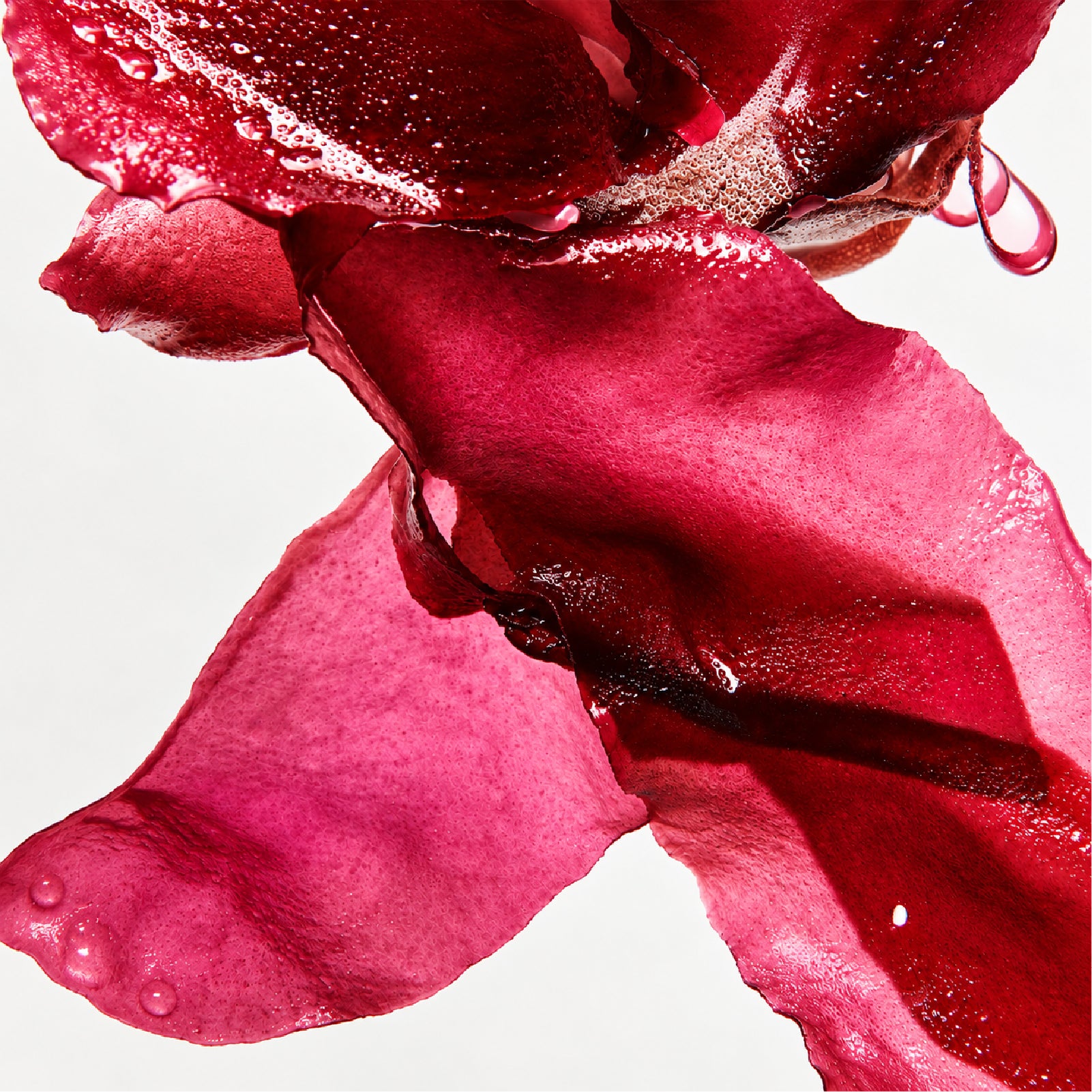 ROSE WHISPER 花語